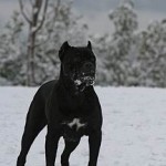 cane-corso cane-corso