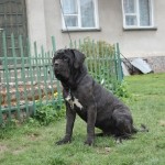 mastino-napoletano mastino-napoletano