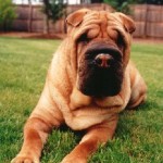 shar-pei shar-pei