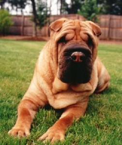 shar-pei