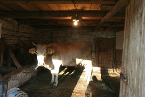 ze-vaca