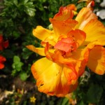 IMG_0418