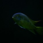 fishy-fishy (1)
