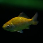 fishy-fishy (10)