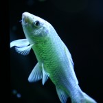 fishy-fishy (11)