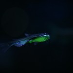 fishy-fishy (12)