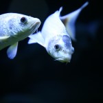fishy-fishy (13)