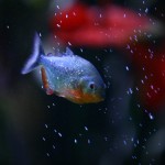 fishy-fishy (14)