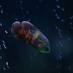 fishy-fishy (16)