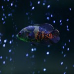 fishy-fishy (17)