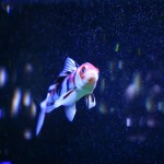 fishy-fishy (19)