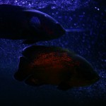 fishy-fishy (2)
