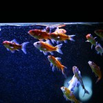 fishy-fishy (20)