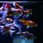 fishy-fishy (21)