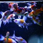 fishy-fishy (22)