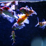 fishy-fishy (23)