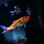 fishy-fishy (24)