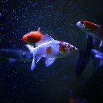 fishy-fishy (25)