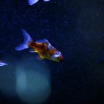 fishy-fishy (26)