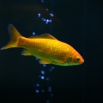 fishy-fishy (27)