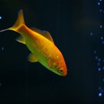 fishy-fishy (28)