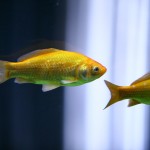 fishy-fishy (29)