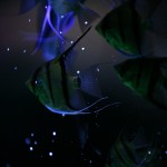 fishy-fishy (3)