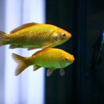 fishy-fishy (30)
