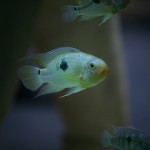 fishy-fishy (31)