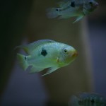 fishy-fishy (32)