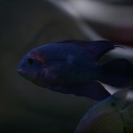 fishy-fishy (33)
