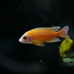 fishy-fishy (34)