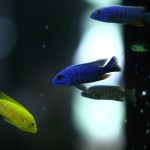 fishy-fishy (35)