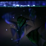fishy-fishy (5)