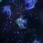 fishy-fishy (6)