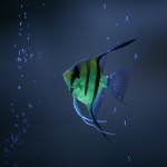 fishy-fishy (7)