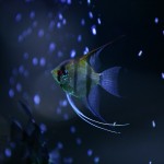 fishy-fishy (8)