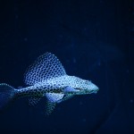 fishy-fishy (9)