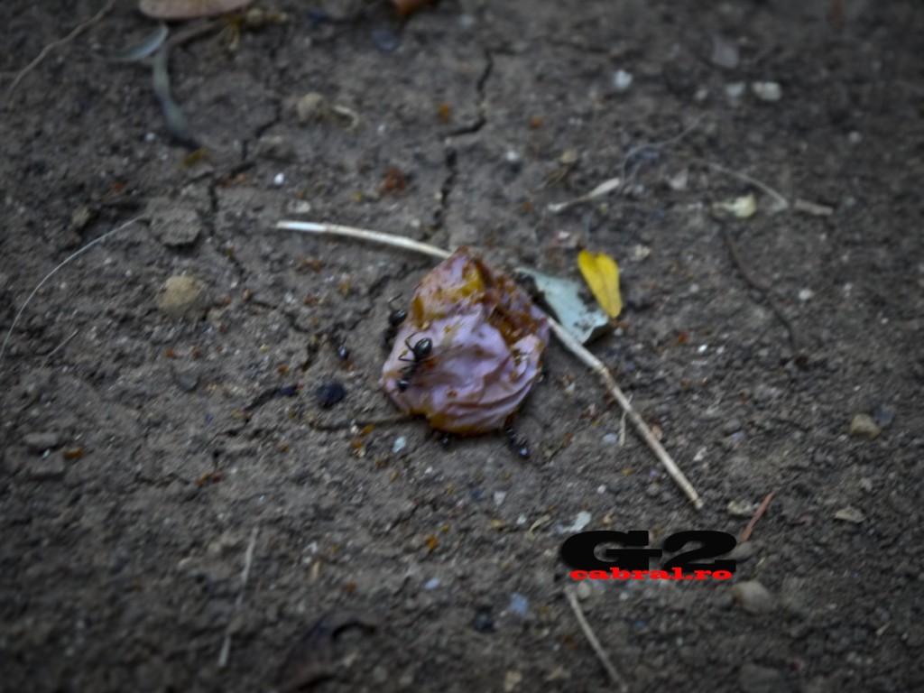 Munca Panasonic G2 Provocarea copy