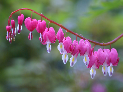 bleeding-hearts cea mai frumoasa floare